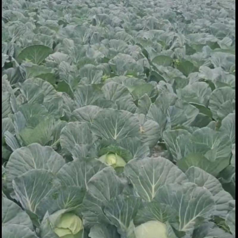 湖北恩施利川高山蔬菜