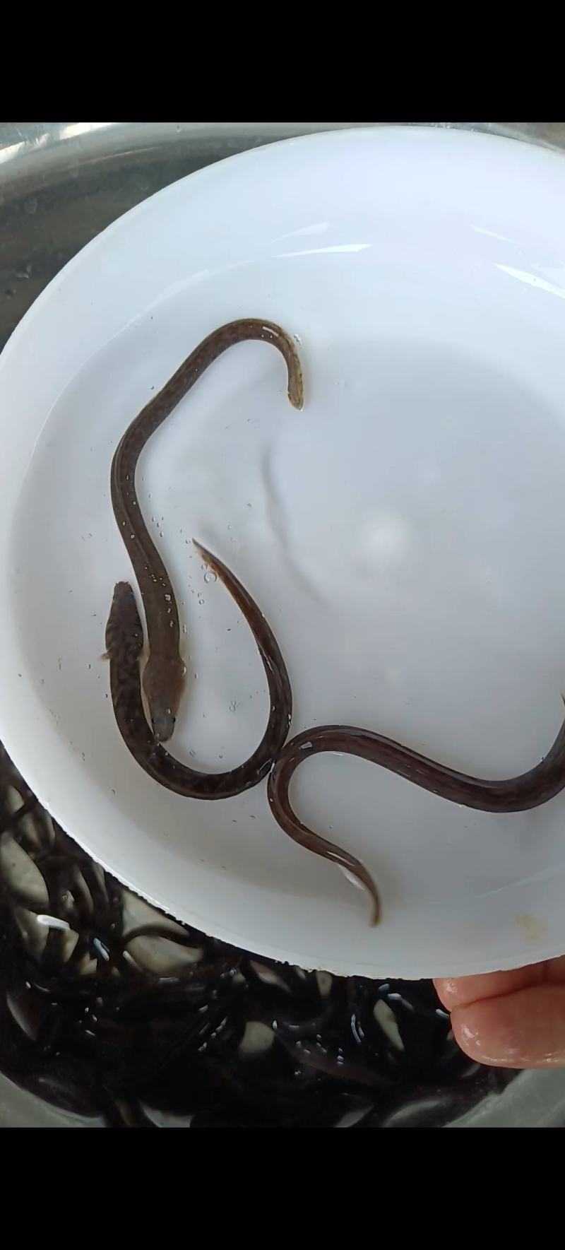 鳗鱼苗，白鳝苗，日本鳗鱼苗，欧洲鳗鱼苗，