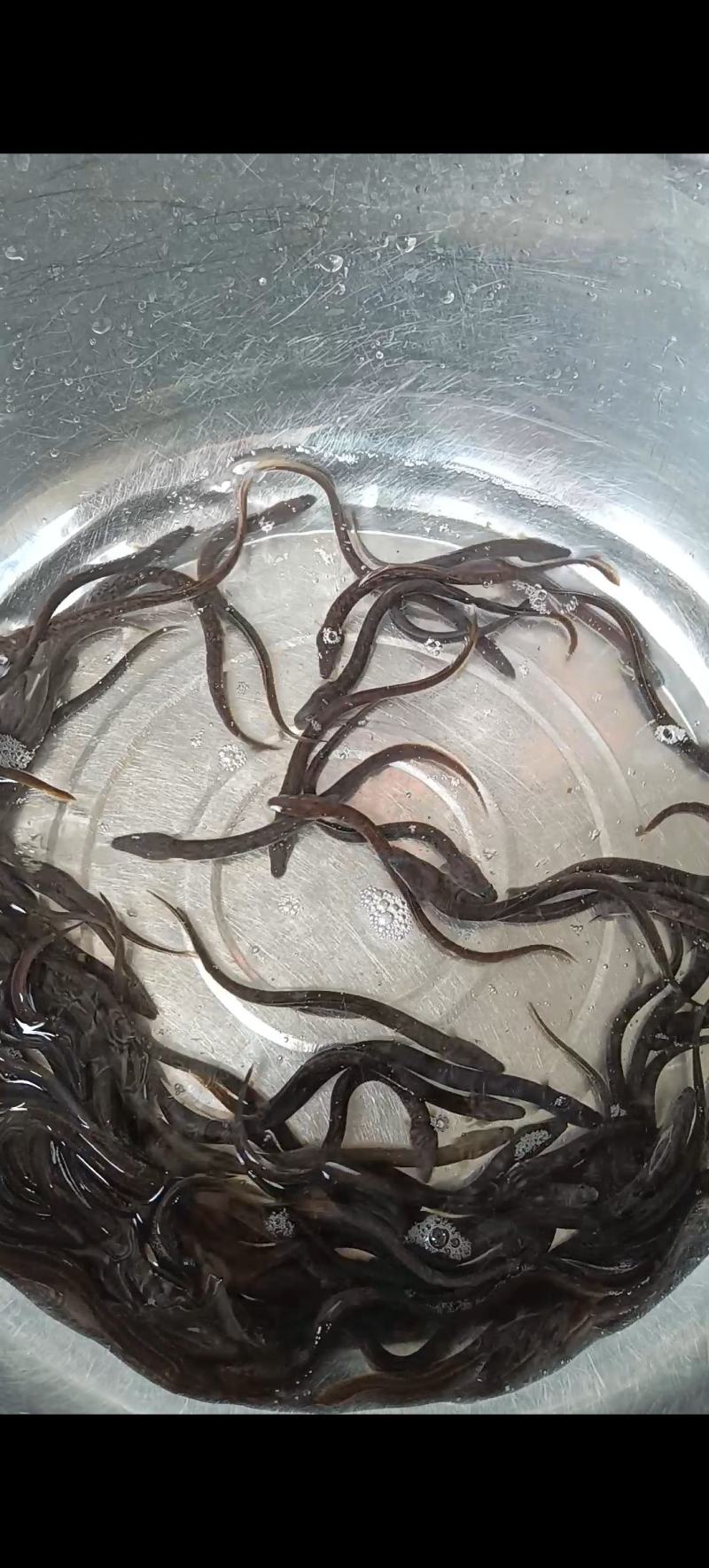 鳗鱼苗，白鳝苗，日本鳗鱼苗，欧洲鳗鱼苗，