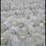 湖北恩施利川高山蔬菜