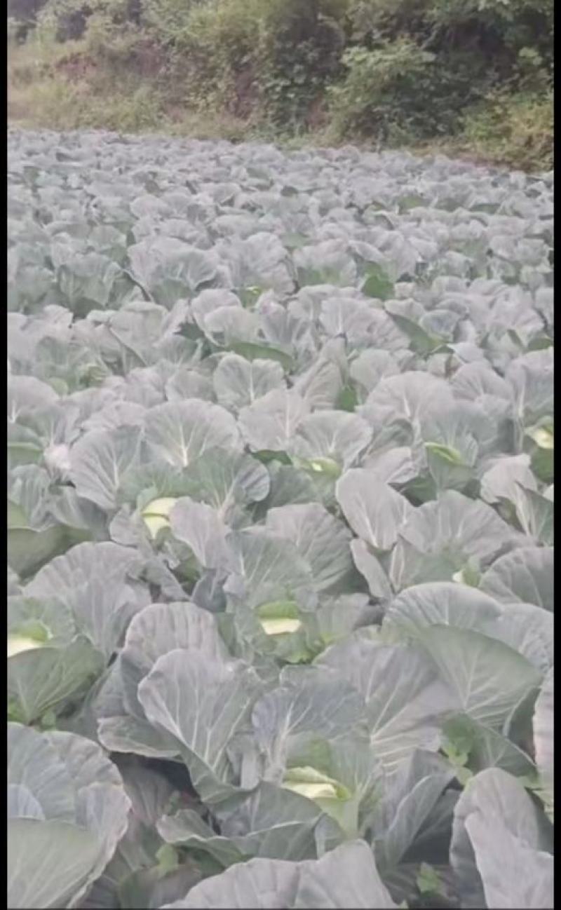 湖北恩施利川高山蔬菜