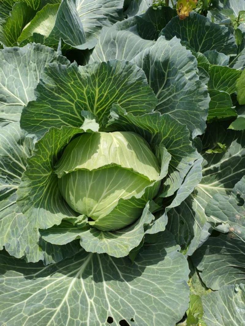 湖北恩施利川高山蔬菜