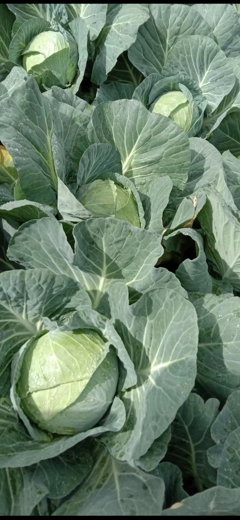 湖北恩施利川高山蔬菜