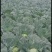 湖北恩施利川高山蔬菜