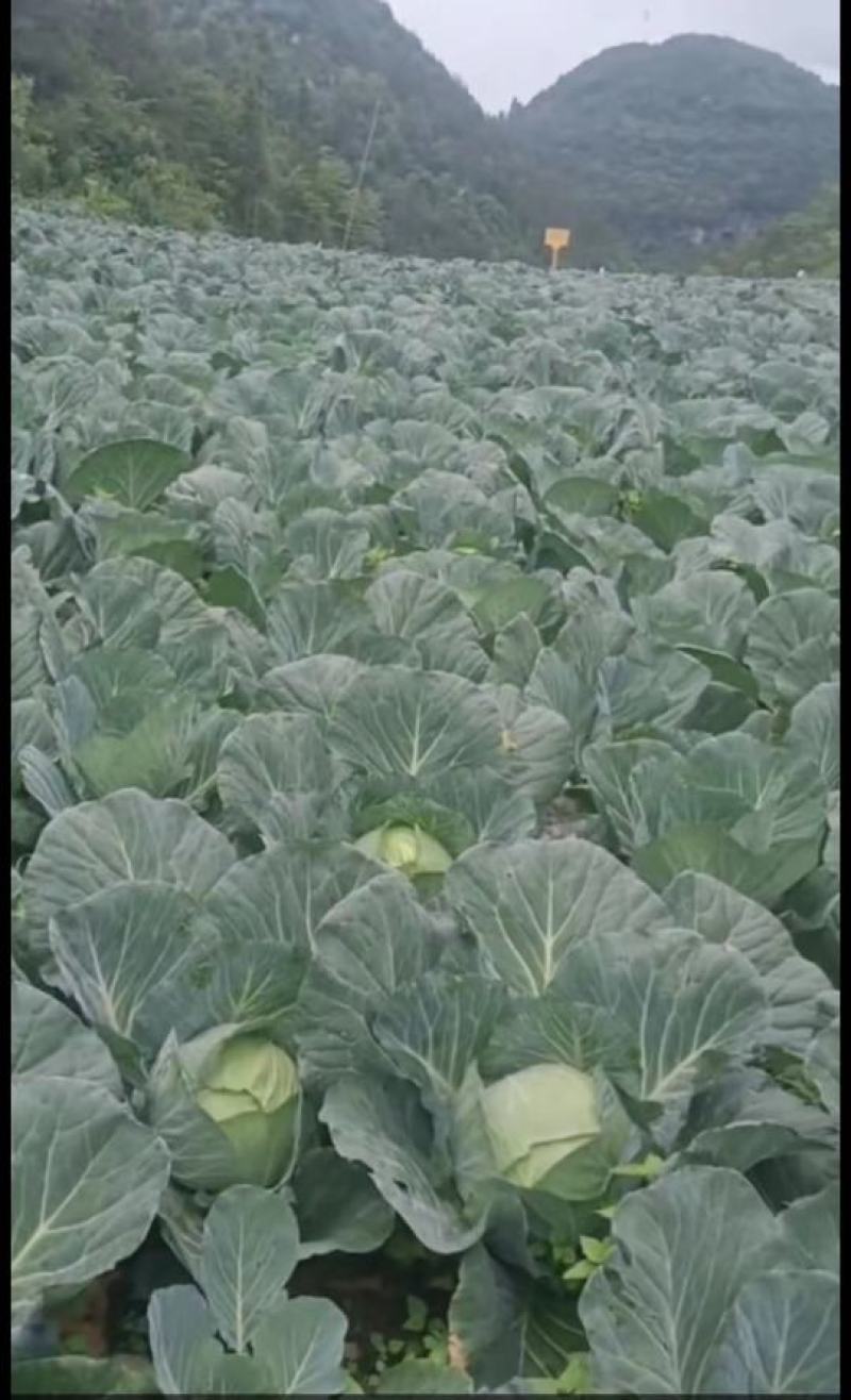 湖北恩施利川高山蔬菜