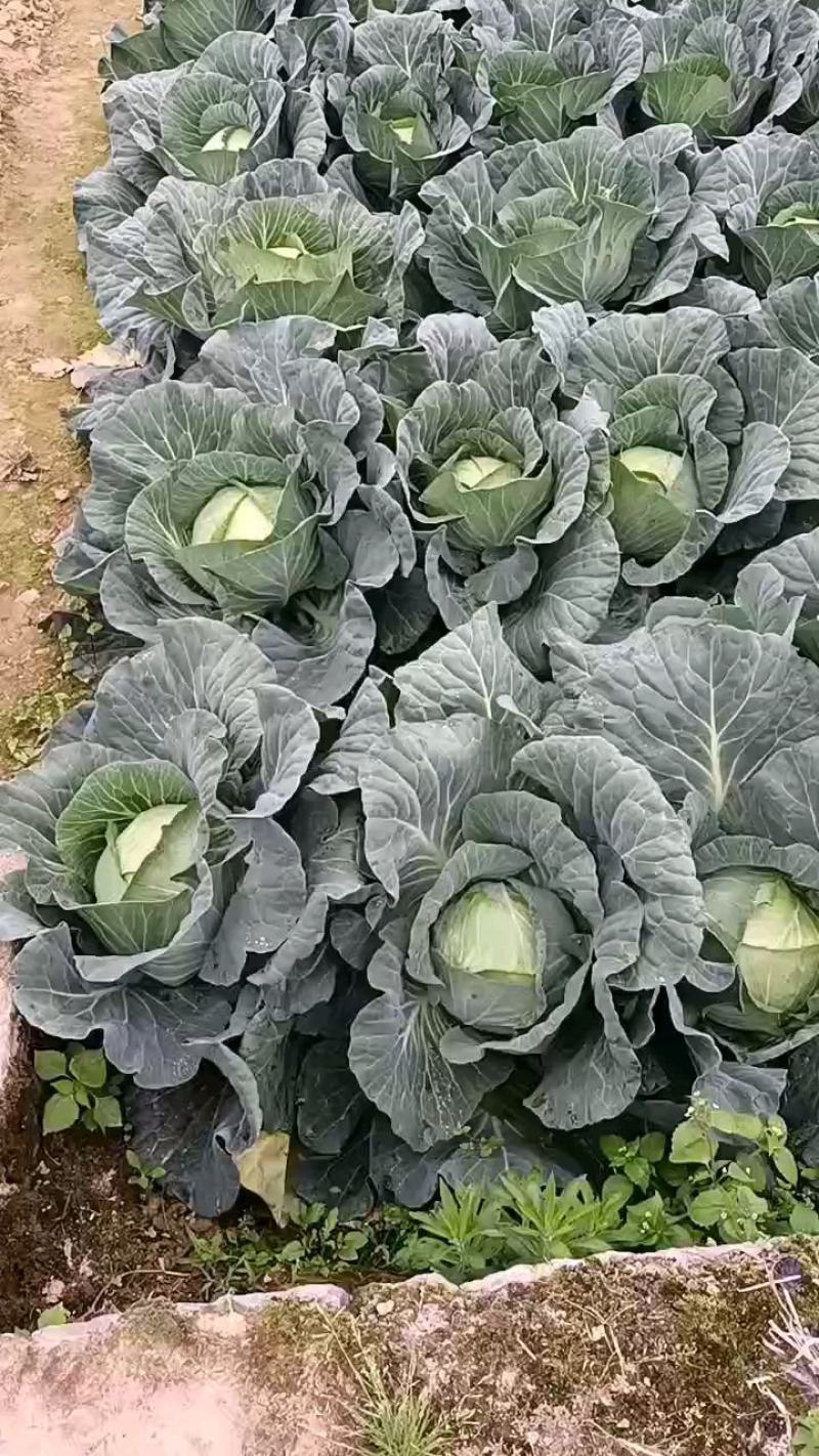 湖北恩施利川高山蔬菜