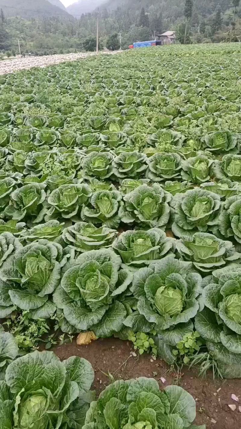 湖北恩施利川高山蔬菜