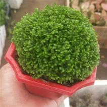 情人草蕨类植物幸福草吸甲醛净化空气室内桌面绿植