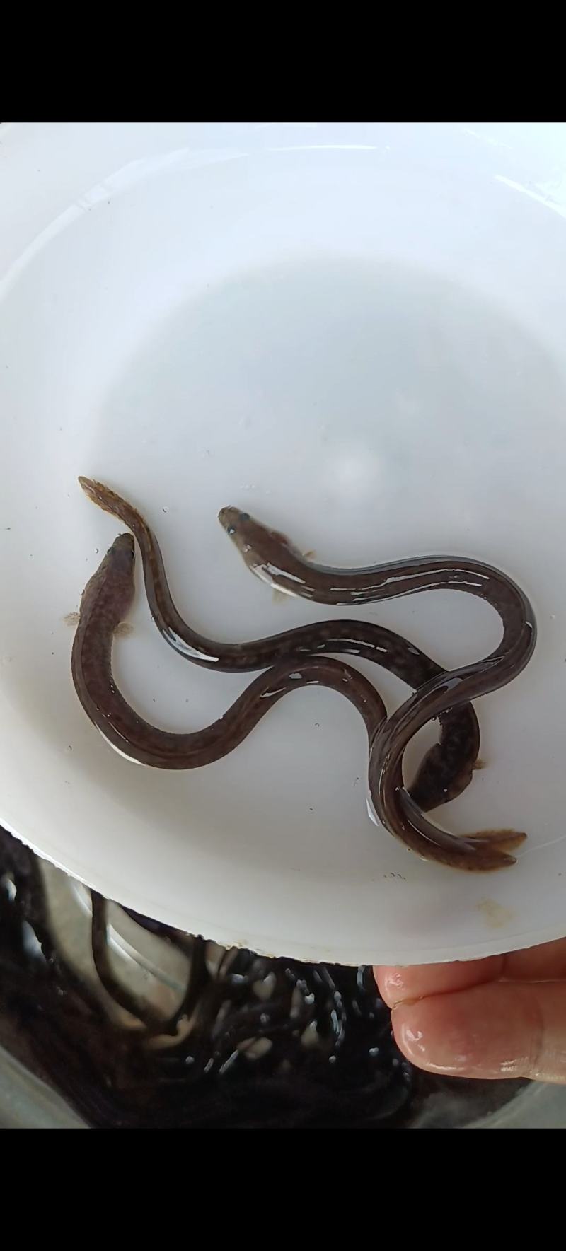 鳗鱼苗，白鳝苗，日本鳗鱼苗，欧洲鳗鱼苗，