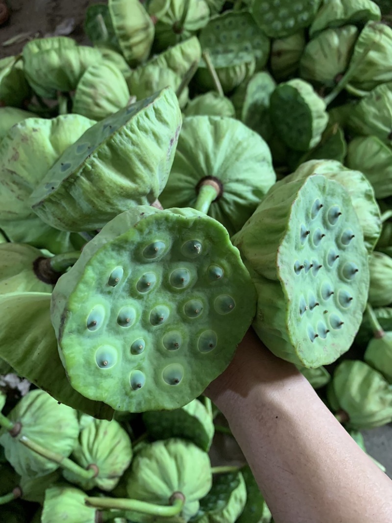 可一件代发现货有售新鲜莲蓬8cm以上靓货
