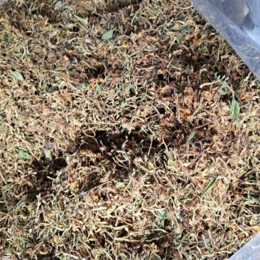 野生金银花