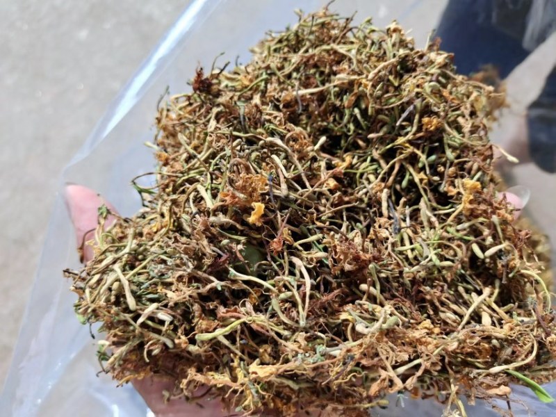 野生金银花
