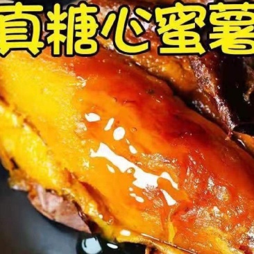 烟薯25号蜜薯烤地瓜专用农科院产地直供