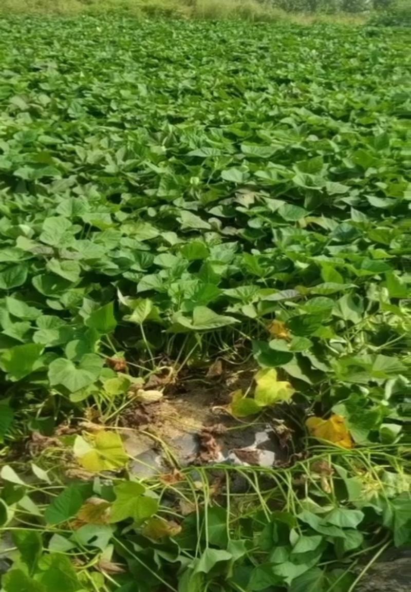 烟薯25号蜜薯烤地瓜专用农科院产地直供