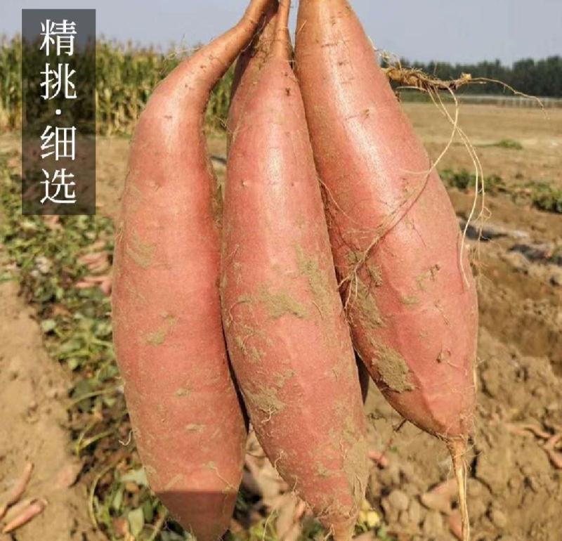 烟薯25号蜜薯烤地瓜专用农科院产地直供
