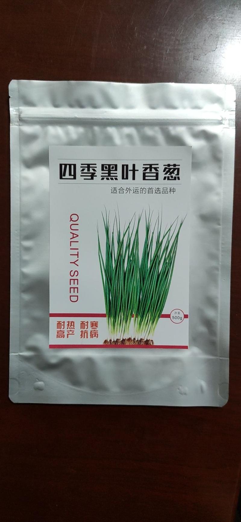 四季种植小葱铁杆黑叶金刚香葱日本引进品种繁育
