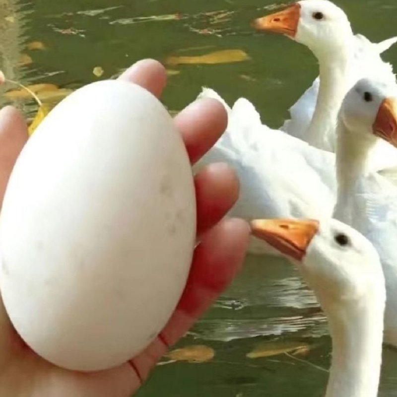 大鹅蛋