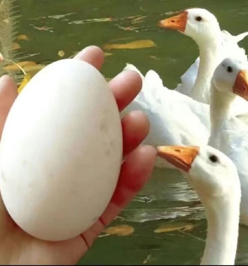 大鹅蛋