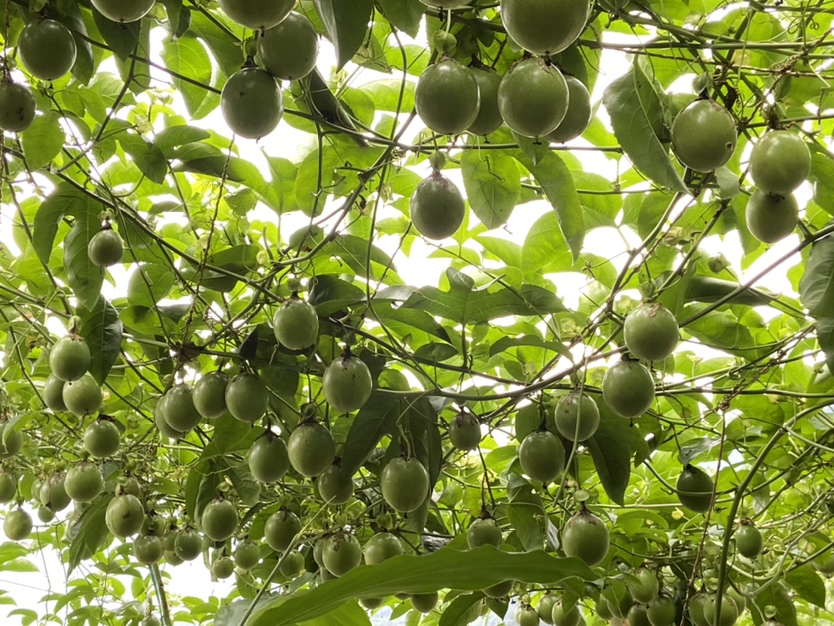 图片说明:车厘子与香蕉、芒果等热带水果并列展示,突出其颜色、形态差异,帮助读者直观理解温带与热带水果的区别 车厘子与热带水果对比图