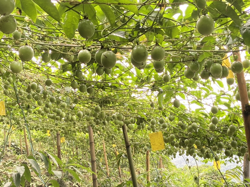 一株生长旺盛的台农一号百香果藤蔓,展示其茂密绿叶和正在发育的紫红色果实,背景为热带果园环境,阳光充足,土壤疏松肥沃 台农一号百香果植株特写