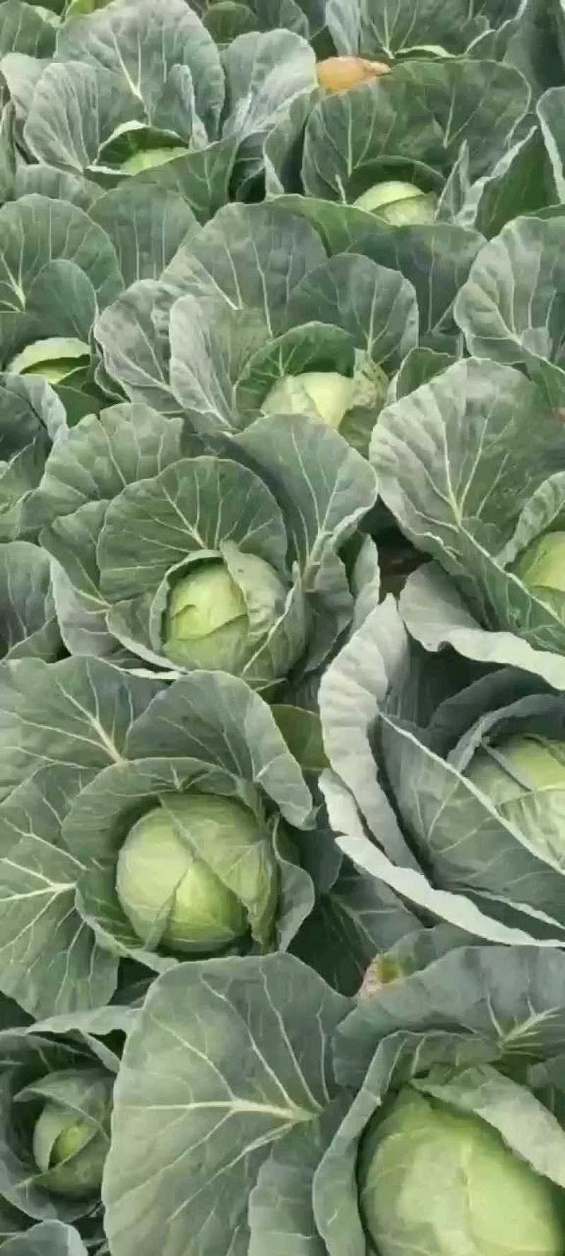 精品甘蓝颜色好，质量好，全国各地发货，欢迎需要老板放心购