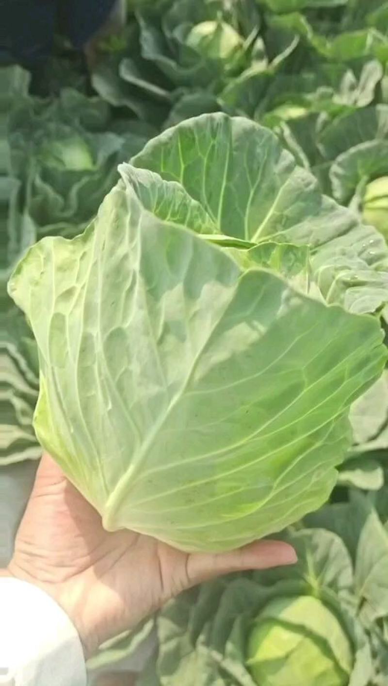 精品甘蓝颜色好，质量好，全国各地发货，欢迎需要老板放心购