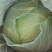 精品甘蓝颜色好,质量好,全国各地发货,欢迎需要老板放心购
