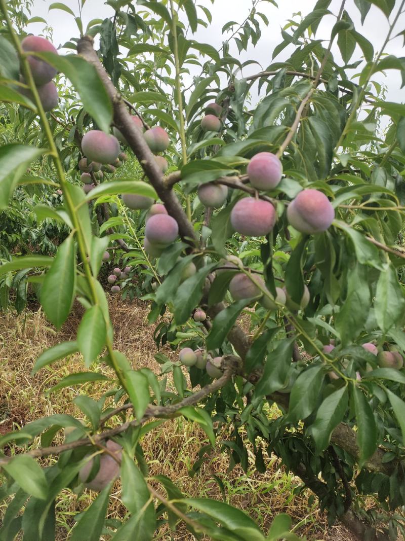 大量精品半边红上市需要批发的老板联系