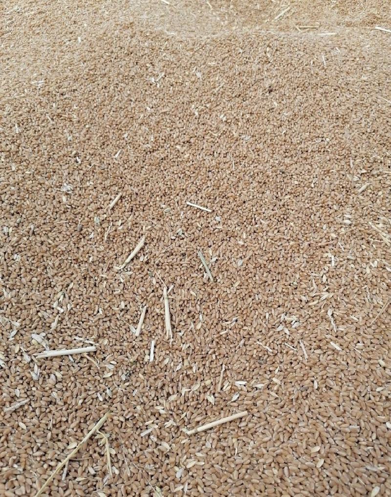 大量出售小麦