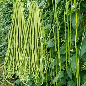 特长绿先锋豆角种子绿条豇豆黑眉一号长豆角大棚露天基地蔬菜