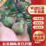 产地直销批发四川大凉山半边红李子产地大量供货