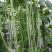 特长绿先锋豆角种子绿条豇豆黑眉一号长豆角大棚露天基地蔬菜