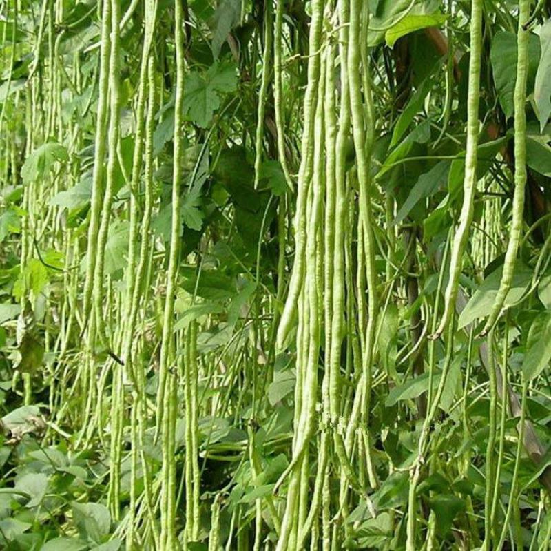 特长绿先锋豆角种子绿条豇豆黑眉一号长豆角大棚露天基地蔬菜