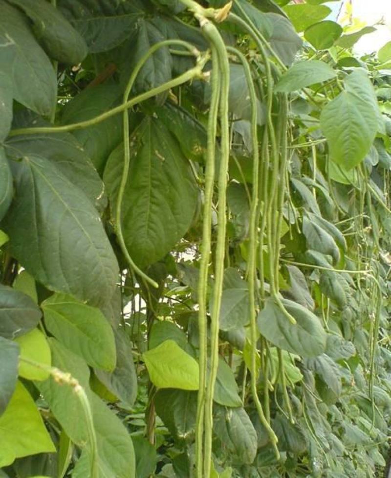 特长绿先锋豆角种子绿条豇豆黑眉一号长豆角大棚露天基地蔬菜