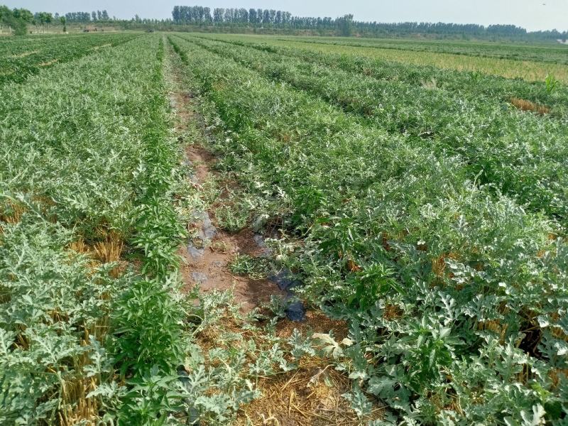 精品美都西瓜，自家种植