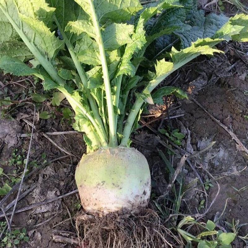 光面芥菜种子大头菜圆头光头腌制酸菜榨菜种籽芥菜籽四季播菜