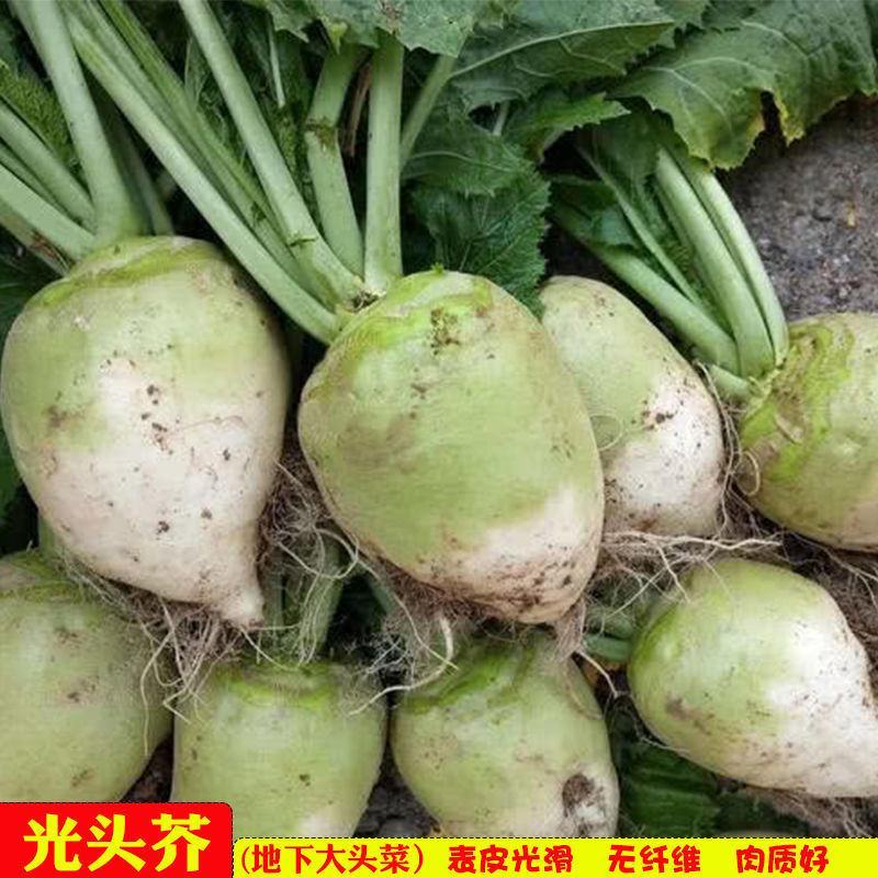 光面芥菜种子大头菜圆头光头腌制酸菜榨菜种籽芥菜籽四季播菜