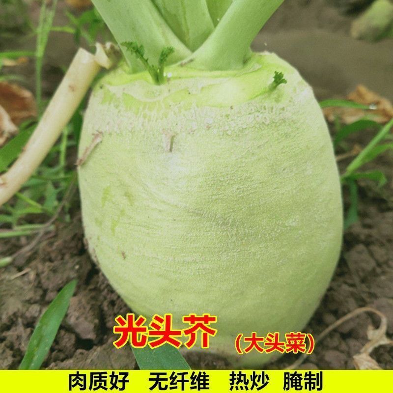 光面芥菜种子大头菜圆头光头腌制酸菜榨菜种籽芥菜籽四季播菜