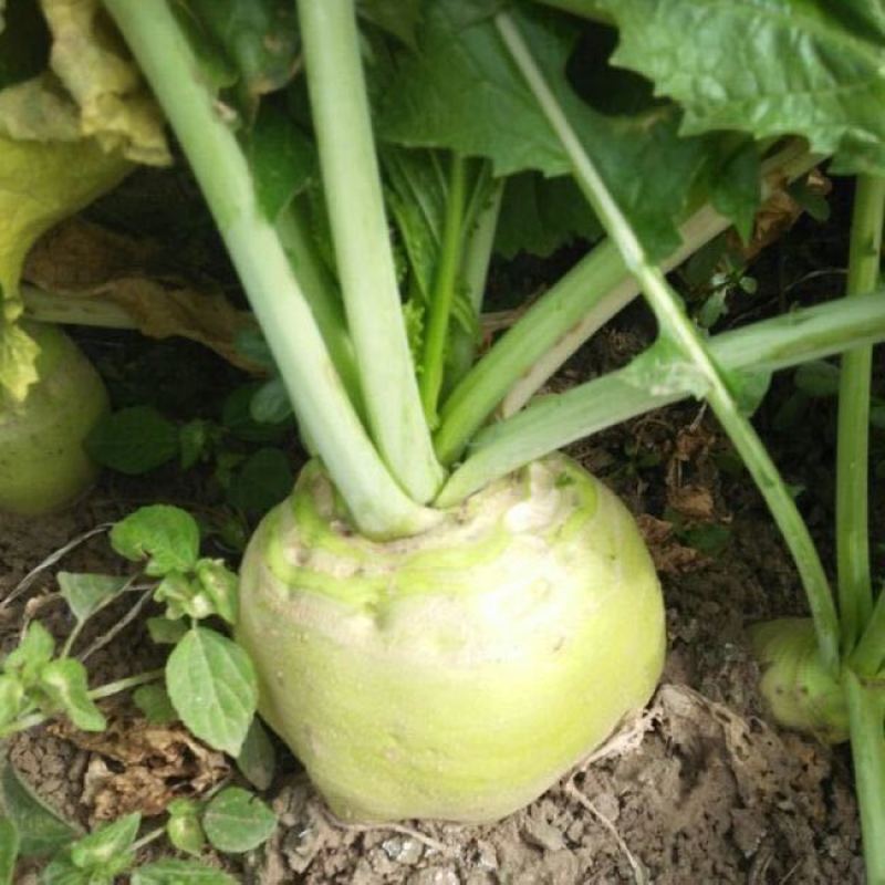 光面芥菜种子大头菜圆头光头腌制酸菜榨菜种籽芥菜籽四季播菜