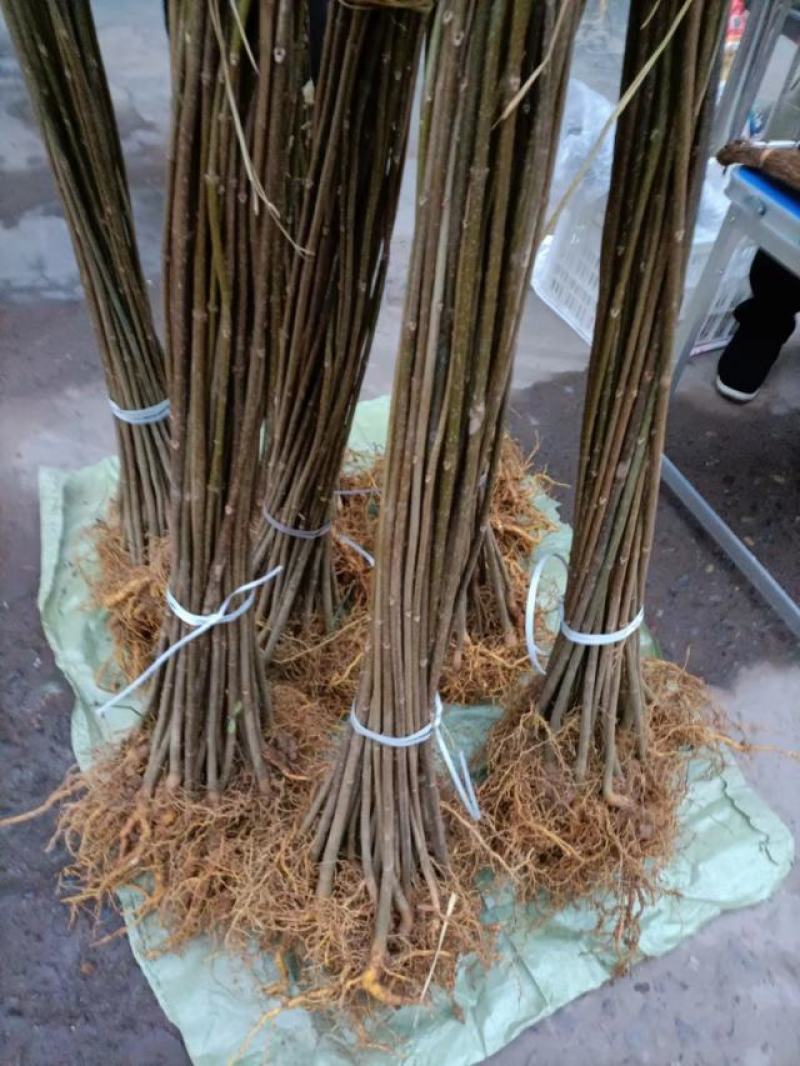 四川黄柏，产地一手货源量大从优可实地考察看货