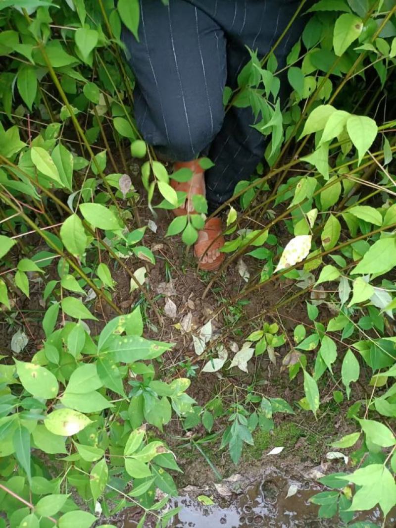 四川黄柏，产地一手货源量大从优可实地考察看货