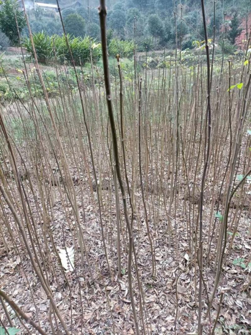四川黄柏，产地一手货源量大从优可实地考察看货
