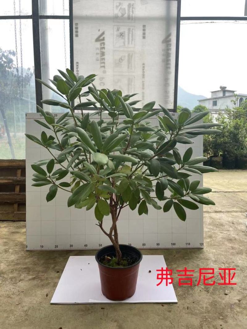 高山杜鹃，欧洲高山杜鹃，日本高山杜鹃