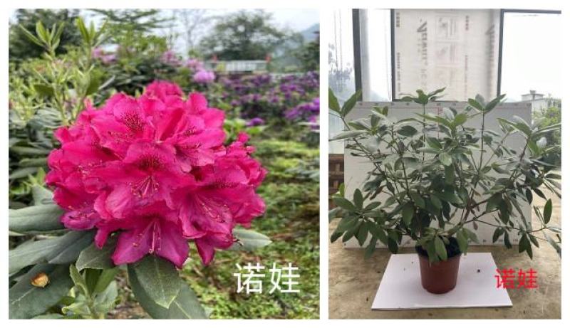 高山杜鹃，欧洲高山杜鹃，日本高山杜鹃