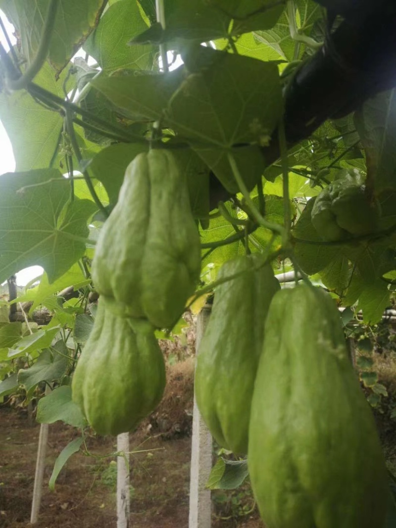 精品贵州佛手瓜自家基地出产现摘现发质量保证