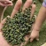 青花椒汉源青花椒麻味足跑江湖摆地摊货源