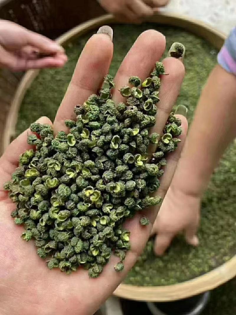 青花椒汉源青花椒麻味足跑江湖摆地摊货源