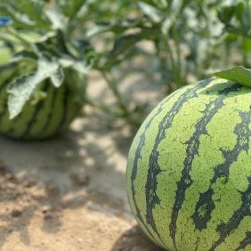 夏县夏宝，夏乐，甜蜜蜜西瓜