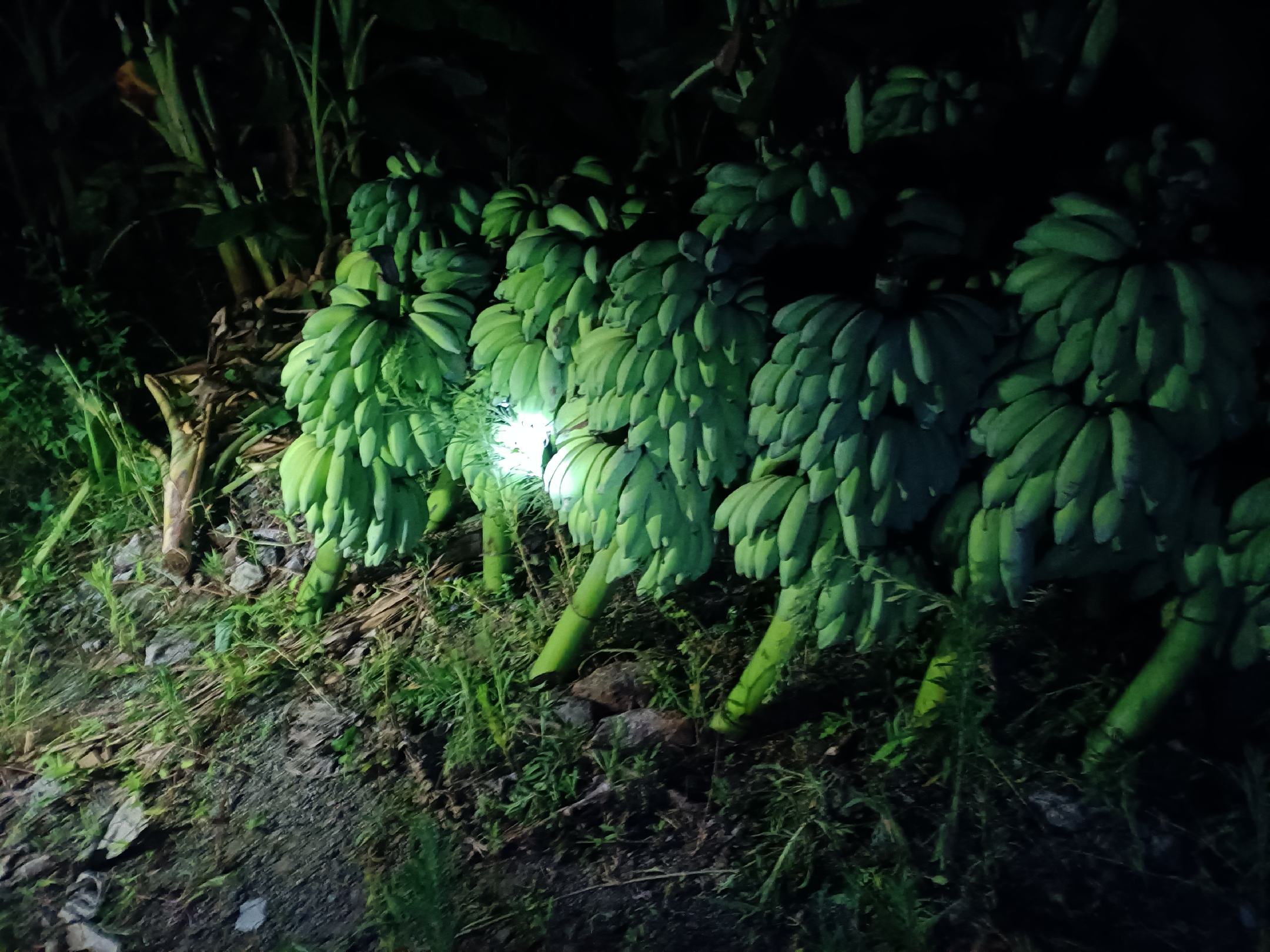 青提月光的自然景象