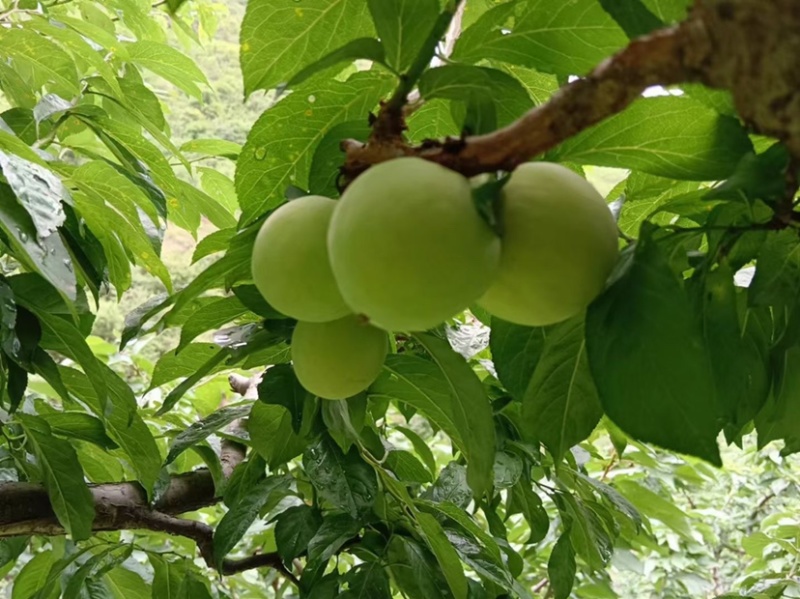 雅安【桃花李大量上市产地直销】